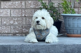 Maltese