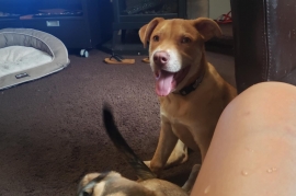 Labrador Retriever