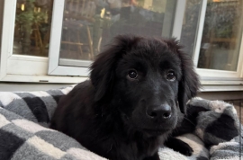 Newfoundland Dog