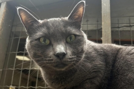 Russian Blue Russian Blue