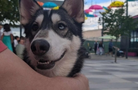 Siberian Husky