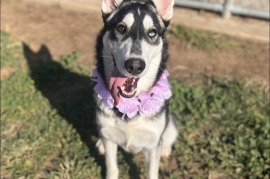 Siberian Husky