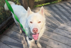 Siberian Husky