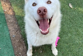 Siberian Husky