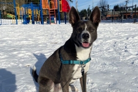 Basenji
