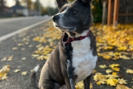 Basenji