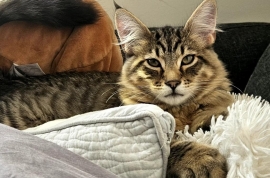 Domestic Medium Hair