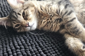 Domestic Medium Hair