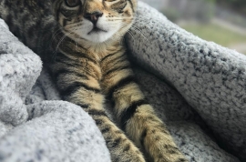 Domestic Short Hair Domestic Short Hair