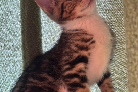 Domestic Short Hair Domestic Short Hair