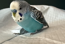 Parakeet (Other) Parakeet (Other)