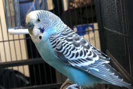Parakeet (Other)