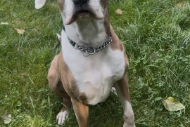 Mastiff