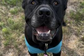 Cane Corso