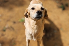 Yellow Labrador Retriever