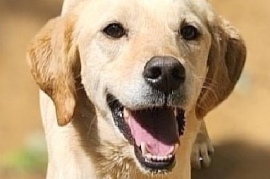 Yellow Labrador Retriever