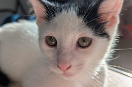 Domestic Short Hair Domestic Short Hair