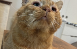 Domestic Short Hair Domestic Short Hair