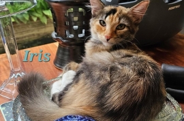 Domestic Medium Hair