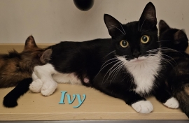 Domestic Medium Hair