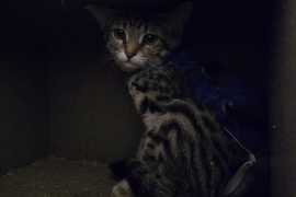 Domestic Short Hair