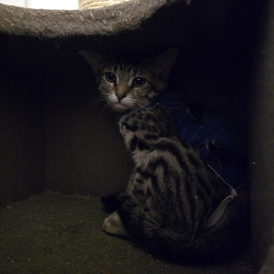 Domestic Short Hair