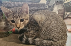 Domestic Short Hair Domestic Short Hair