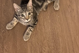 Domestic Short Hair Domestic Short Hair