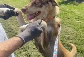 Siberian Husky