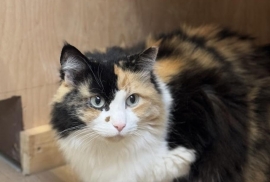 Domestic Medium Hair