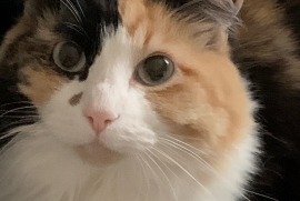 Domestic Medium Hair Domestic Medium Hair