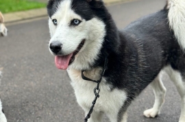 Husky
