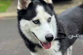 Husky