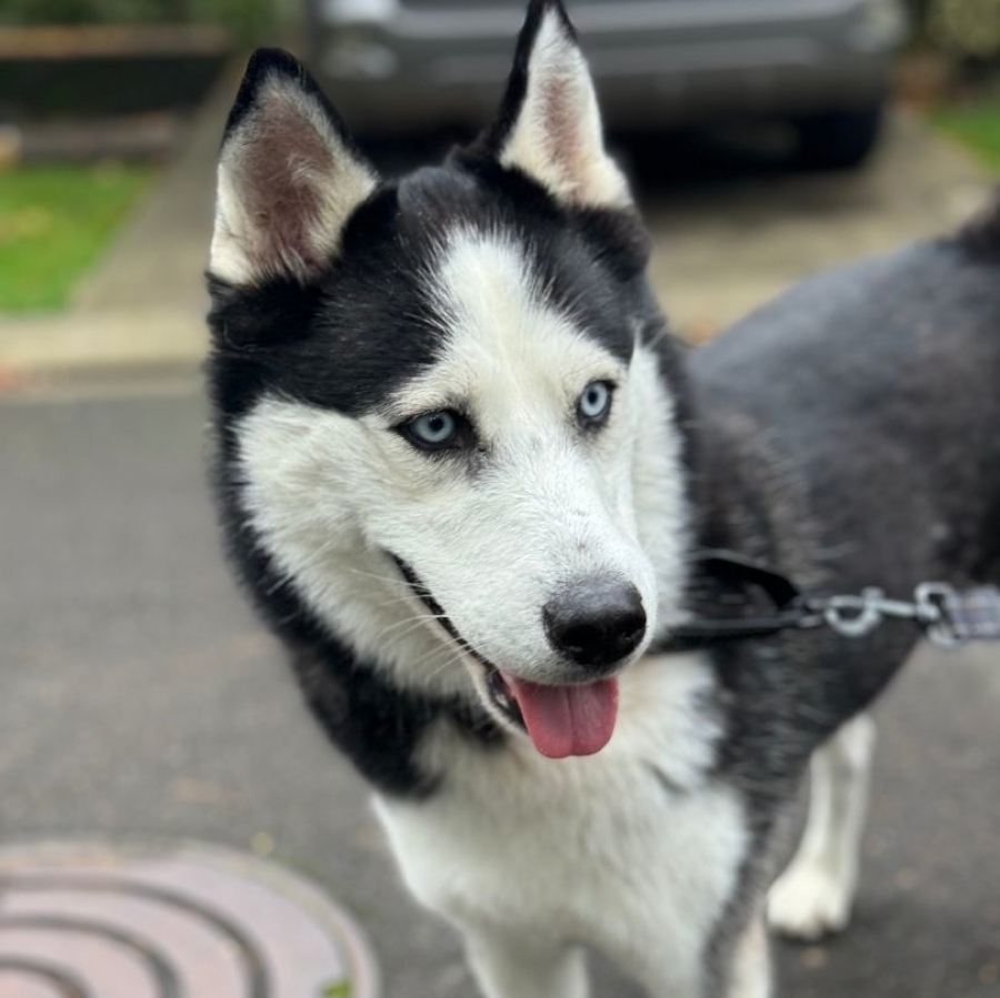 Husky