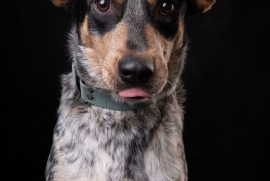 Australian Cattle Dog / Blue Heeler