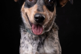 Australian Cattle Dog / Blue Heeler