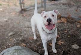 Dogo Argentino