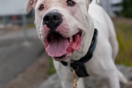 Dogo Argentino