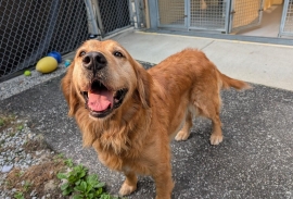 Golden Retriever