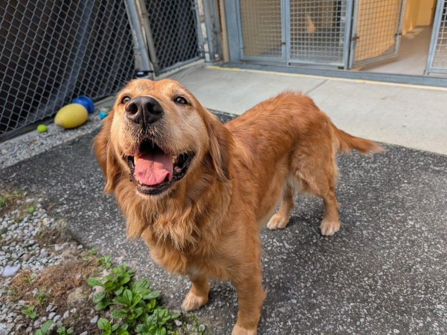 Golden Retriever