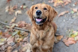 Golden Retriever
