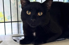 Domestic Short Hair Domestic Short Hair