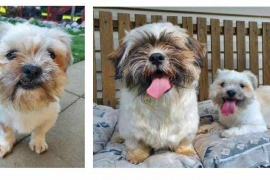 Shih Tzu