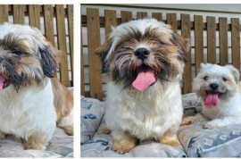 Shih Tzu
