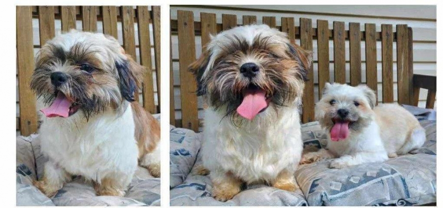 Shih Tzu
