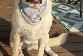 Yellow Labrador Retriever
