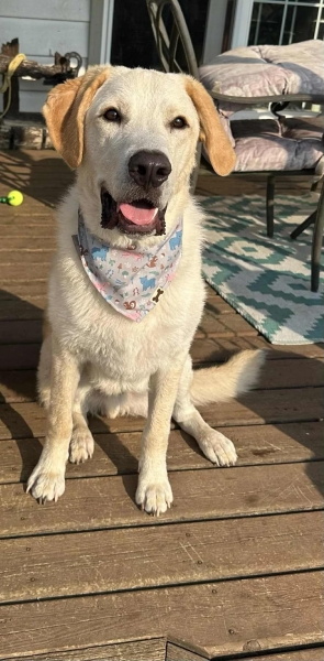 Yellow Labrador Retriever