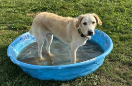 Yellow Labrador Retriever