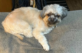 Shih Tzu