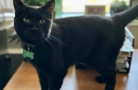 Domestic Short Hair Domestic Short Hair